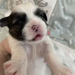 Girl 1- Lumos - Black and white female Shihpoo puppy in Cherryville, North Carolina from Mystic Moon Shih-Poos