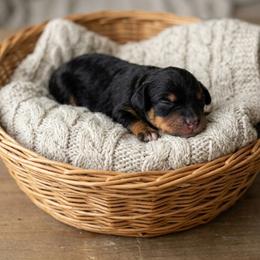Orion - Black and tan male Cavapoo puppy in Salt Lake City, Utah from SunnySide Mini Doodles