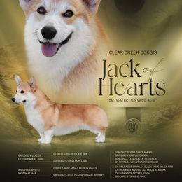 Jack - Pembroke Welsh Corgi