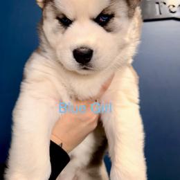 Blue girl - Gray and white female Siberian Husky puppy in Fremont, Michigan from Red Top Huskies