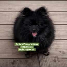 Tripp--neutered before leaving - Black and tan male Pomeranian puppy in Kentucky from Em&M Pomeranians