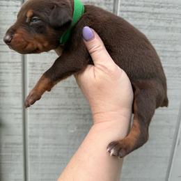 Heath - Red and rust male Doberman Pinscher puppy in Ludowici, Georgia from Royal Destiny Kennels
