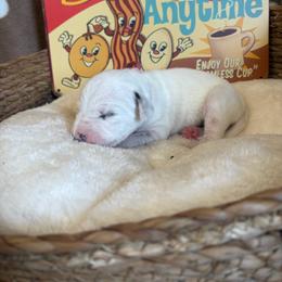 Ham - White and black female Dalmatian puppy in Claremore, Oklahoma from Lotsofdots Dalmatians