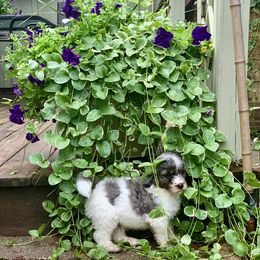 Aussiedoodle Puppies from Crystal Ridge Doodles