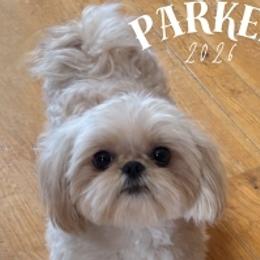 Parker - Shih Tzu