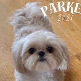Parker - Shih Tzu