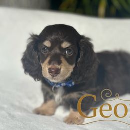 Blue collar - Chocolate and cream male Dachshund puppy in Kissimmee, Florida from Dazzling Frenchies and Doxies