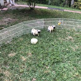 Bulldog and Pug Puppies from JR’s Pugs