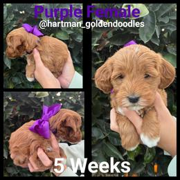 Purple - Red  female Goldendoodle puppy in Upland, California from Hartman Goldendoodles
