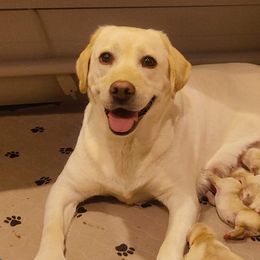 Serene's Chase'n My Treasured Jade - Labrador Retriever