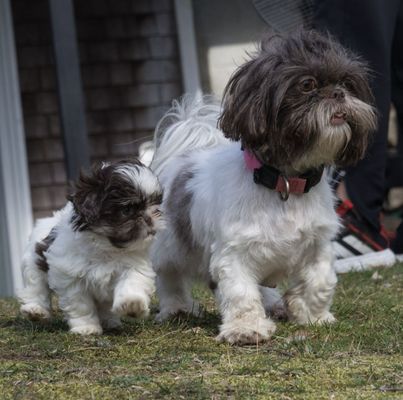 A white and brown adult and puppy shih tzu running through the grass.