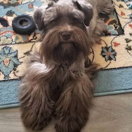 Wheaton - Wheaten male Miniature Schnauzer puppy in Kannapolis, North Carolina from Schnauzer Affinity