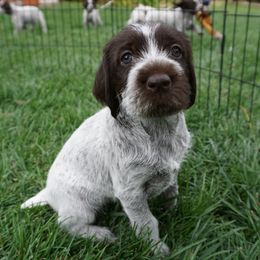 Wirehaired Pointing Griffon Puppies from Cathy West