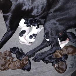 Girl 6 - Black female German Shorthaired Pointer puppy in Laporte, Minnesota from Northern Odyssey Gun Dogs