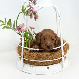BOOM - Red  male Goldendoodle puppy in Davison, Michigan from Dreaming Doodles