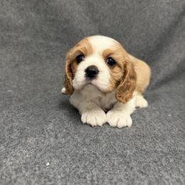 Lilly - Blenheim female Cavalier King Charles Spaniel puppy in Fresno, California from CaliCavaliers