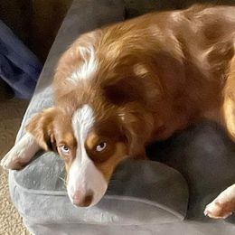 Sophie - Miniature Australian Shepherd