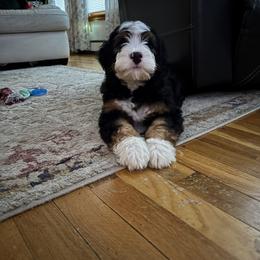 Bernedoodle Puppies from Mountainside Puppies