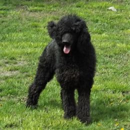 Poodle All Grown Up from Wunderlins Standard Poodles