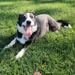 Blue - Border Collie
