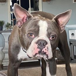 Boston Terriers from Wild Child Bostons