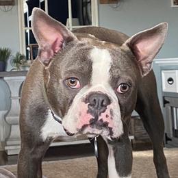 Boston Terriers from Wild Child Bostons