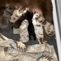 Australian Shepherd, Miniature American Shepherd, Miniature Australian Shepherd, and Toy Australian Shepherd Puppies from HP Aussie Kennels