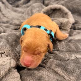 Light blue - Golden male Golden Retriever puppy in Salt Lake City, Utah from Soaring golden retrievers