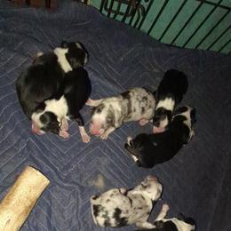 Australian Shepherd and Great Dane Puppies from AEW Farm