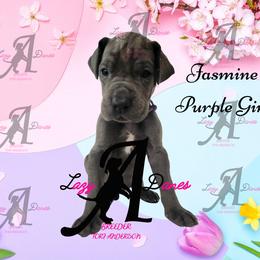 Jasmine Purple Girl - Blue female Great Dane puppy in Longview, Texas from Lazy A Danes
