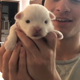 Companion Cross and Havanese Puppies from HannahJoy Hypoallergenic Pups