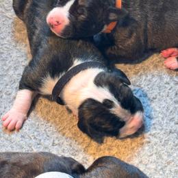 Orange - Fawn brindle male American Staffordshire Terrier puppy in Cloverdale, Indiana from Woodshire American Staffordshire Terrier’s