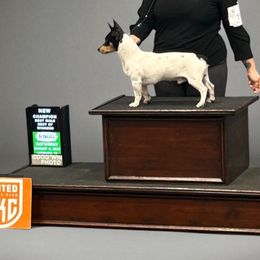 Frank - Teddy Roosevelt Terrier