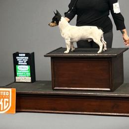Frank - Teddy Roosevelt Terrier