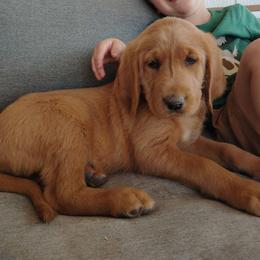 Lucky - Gold male Labradoodle puppy in Apache Junction, Arizona from Loving Doodle