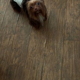 Sambo - Yorkshire Terrier