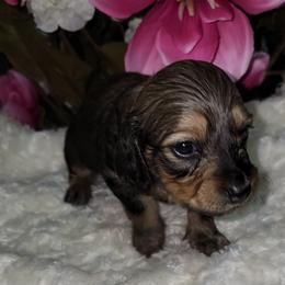 Dachshund Puppies from CLARK'S BREEDING PROGRAM