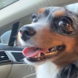 Toy Australian Shepherds from Annie’s Little Aussies