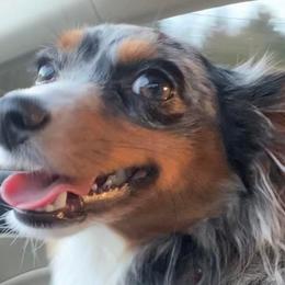 Toy Australian Shepherds from Annie’s Little Aussies