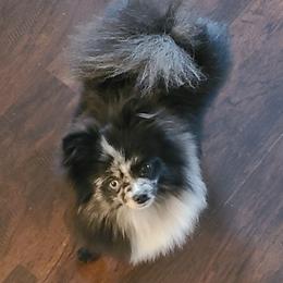 Nova - Pomeranian