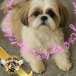 Harley - Shih Tzu