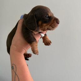 Chip - Chocolate and cream male Dachshund puppy in Hutto, Texas from B & D Dachshunds