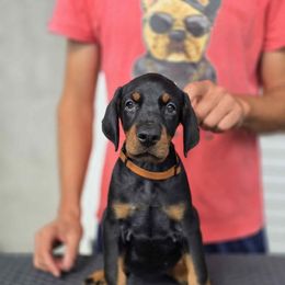 Orange Collar Girl - Black and rust female Doberman Pinscher puppy in Stow, Ohio from Imperium Dobermann