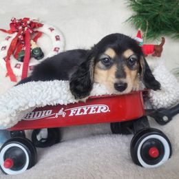 Maple - Black and cream male Dachshund puppy in Grants Pass, Oregon from vom Treuen Wachter
