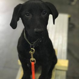 Belgian Malinois and Labrador Retriever Puppies from Elite Canine Training & Outfitters