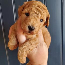 Rosemary Small Mini Poodle - Apricot female Poodle puppy in Falcon, Missouri from Cedar House Heritage Poodles | AKC Toy & Miniature Poodle Puppies Raised in Home