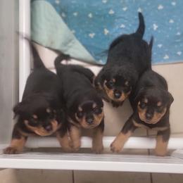 Rottweilers from Vom Zamozdra Haus Rottweilers
