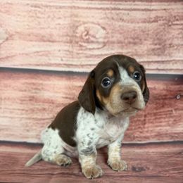 Paul - Piebald male Dachshund puppy in Chariton, Iowa from Mia Lucky Home