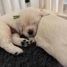 Golden Retriever Puppies from Suncoast Goldens