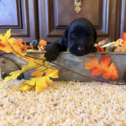 Goose - Black male Labrador Retriever puppy in Richfield, Utah from Stormy River Retrievers